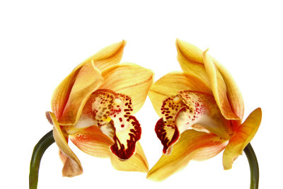 Cymbidium Orchids