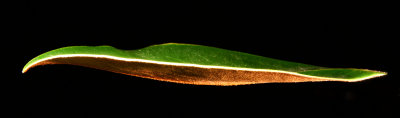 Magnolia Leaf 1.jpg