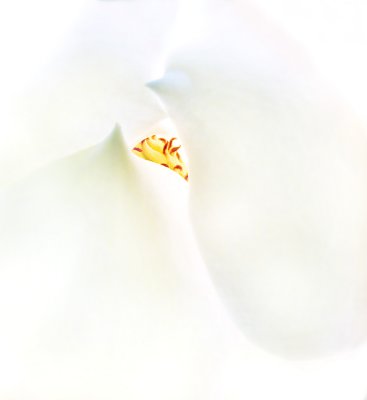 Magnolia Flower 1.jpg