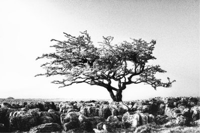 Twistleton Tree infrared HDR.jpg