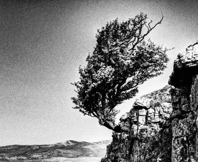 Twistleton Tree 2 infrared HDR.jpg