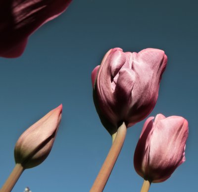 Flower Gallery