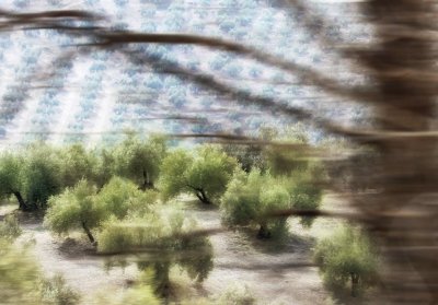 Olive Grove Abstract.jpg