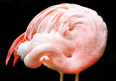 Flamingo Swirl.jpg