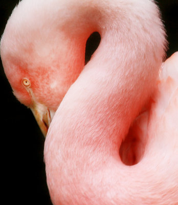 Flamingo Figure 8.jpg