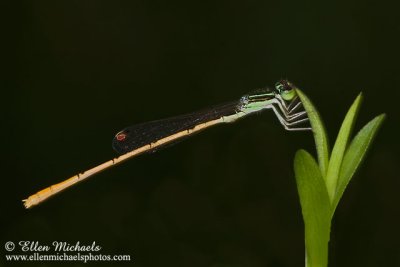 Citrine Forktail Damselfly