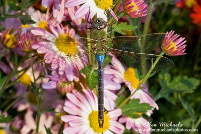 Common Green Darner