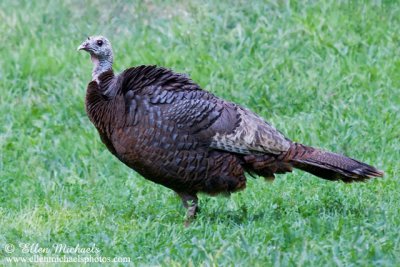 Wild Turkey