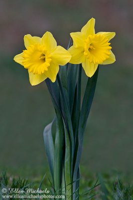 Daffodil