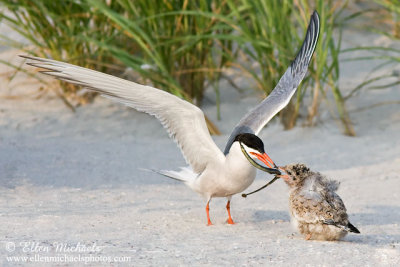 Common Tern (feeding chick)