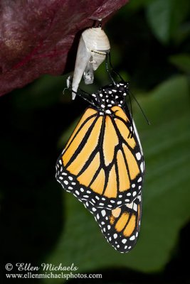 Monarch Butterfly on Chrysalis
