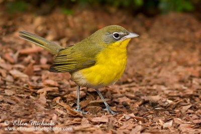 Yellow-breasted Chat