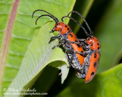 Red Milkweed Beetle (mating)