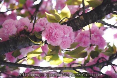 Pink Ribbon - Kwanzan Cherry Tree.jpg