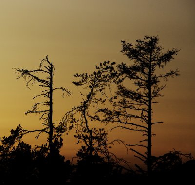 Dying Trees in Sunset