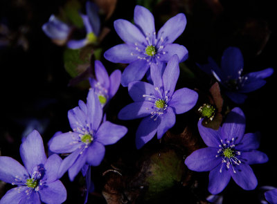 Blue Anemone