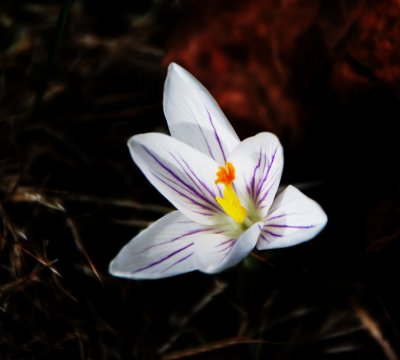 Crocus