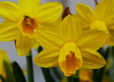 Daffodil