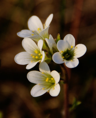 Saxifraga Granulata