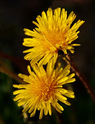 Two Dandelions