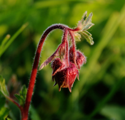 Geum Rivale