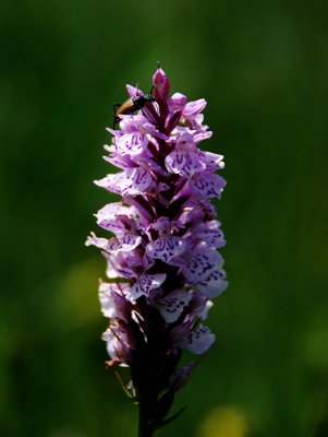 Dactylorhiza fuchsii