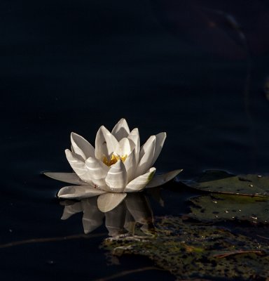 Waterlily IV