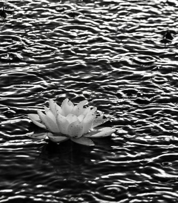 Waterlily in Rain