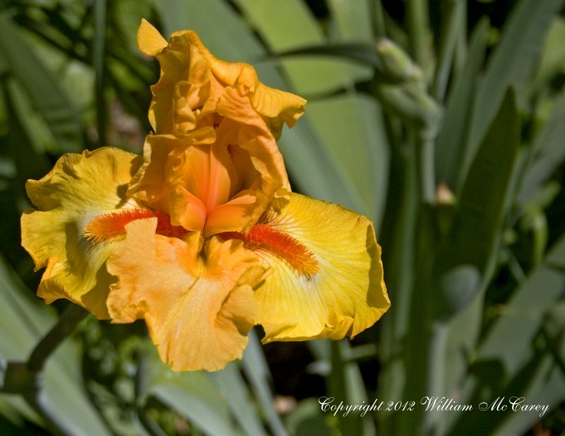 Gold Iris