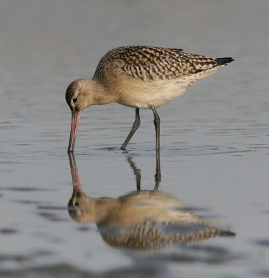 Bar-tailed Godwit - Rosse Grutto - Limosa lapponica