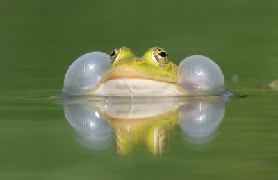 Edible Frog - Bastaardkikker - Pelophylax kl. esculenta