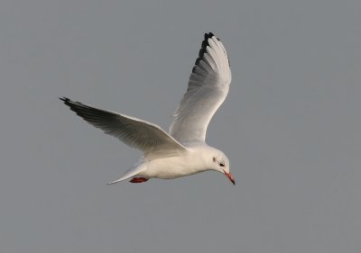 Black-headed Gull - Kokmeeuw - Larus ridibundus