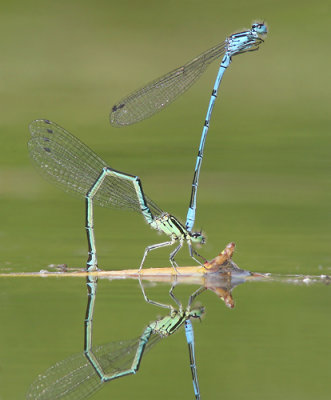 Azure Damselfly - Azuurwaterjuffer - Coenagrium puella