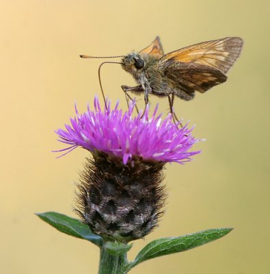 Large Skipper - Groot Dikkopje - Oclodes sylvanus