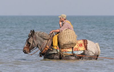 Horseback shrimp fishing - Garnaalvissers te paard