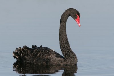 Black Swan - Zwarte Zwaan - Cygnus atratus