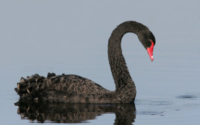 Black Swan - Zwarte Zwaan - Cygnus atratus