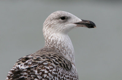 Great Black-backed Gull - Grote Mantelmeeuw - Larus marinus