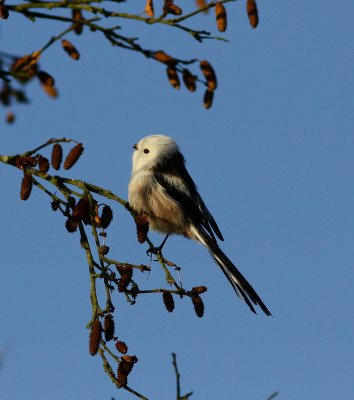 Stjrtmes Aegithalus_caudatus