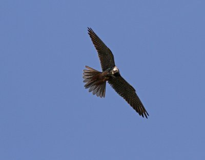 Falco Subbuteo - Lrkfalk