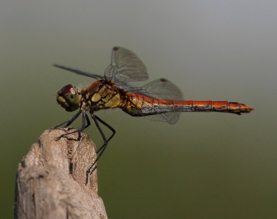 Blodrd ngstrollslnda - Sympetrum sanguineum (young male)