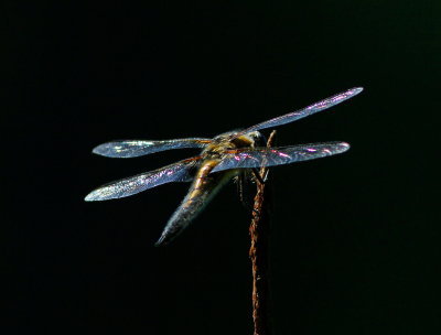 Fyrflckad trollslnda - Libellula quadrimaculata