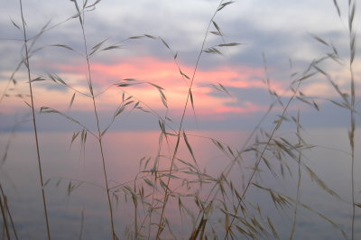 ferns  at  sunrise