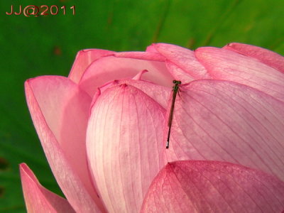 AP1060542A.jpg