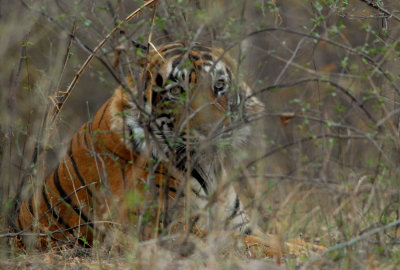 Bengal Tigers