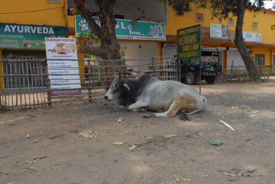 Bull Parking 