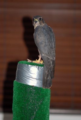 Female Black Merlin