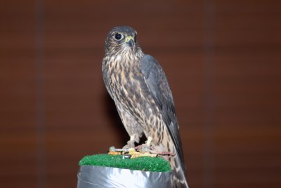 Black Merlin female