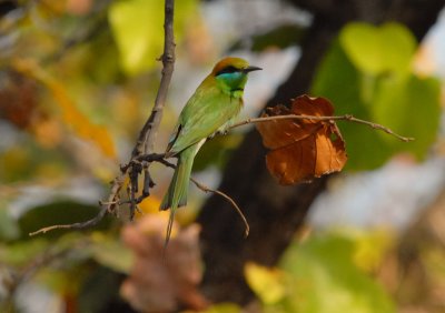 Green Bee Eater (0377_1)