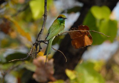 Green Bee Eater (0378_1)